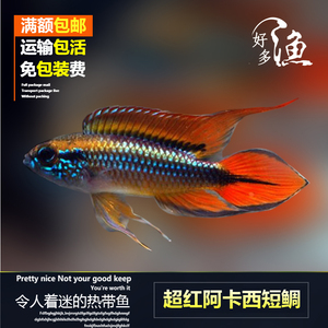 特价蓝体超红尾阿卡西南美短鲷淡水热带观赏鱼体鱼超红阿卡西