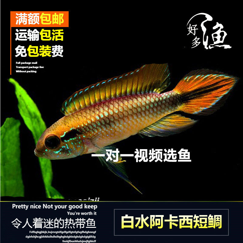 特价热带观赏鱼白水阿卡西南美短鲷活体鱼小型鱼马鲷白水阿卡西