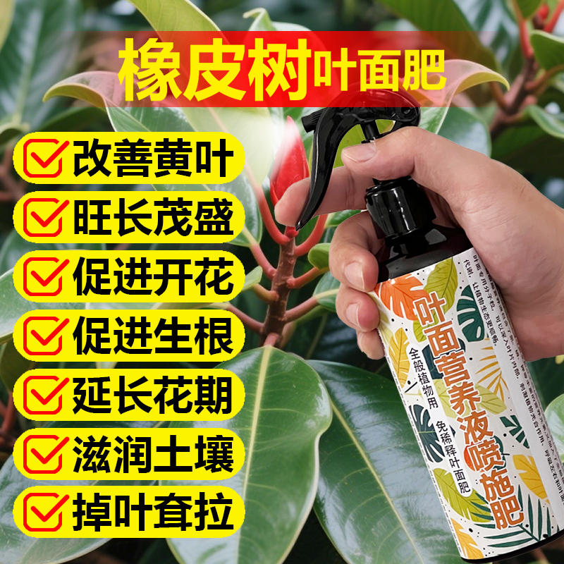 橡皮树专用肥料花叶橡皮树四季常青黑金刚橡皮树营养液盆栽叶面肥图片