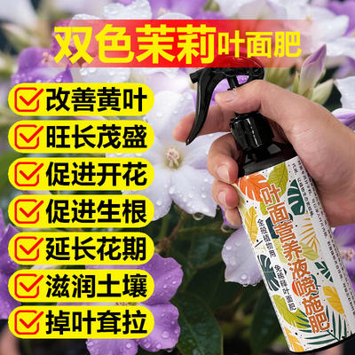 双色茉莉花专用肥料营养液卷曲牯萎尖焦锈斑耷拉掉叶发黄叶面肥料
