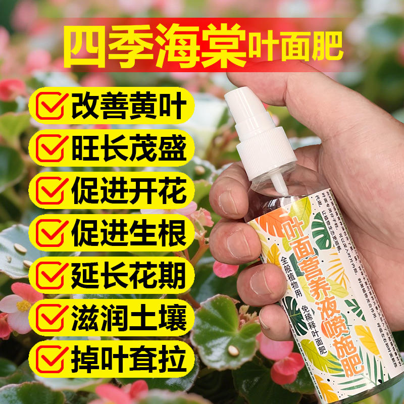 四季海棠花专用肥料土营养液焦边卷边掉光发黄边缘焦枯萎叶面肥料
