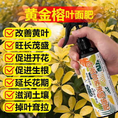 黄金榕专用肥料叶子变黑锈斑营养液高山榕富贵榕盆栽掉叶子喷施肥
