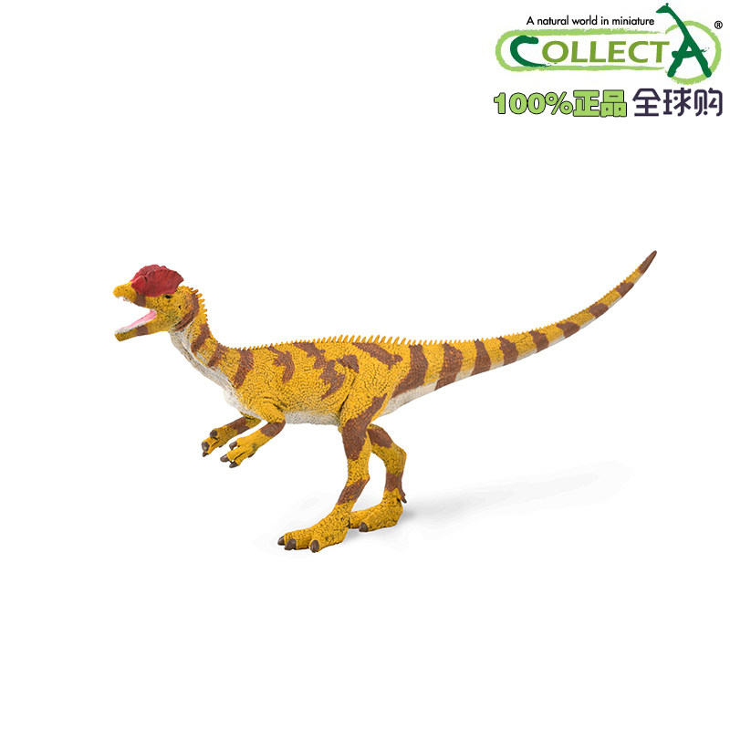 英国collecta我你他史前侏罗纪恐龙模型玩具88923双冠龙2021款