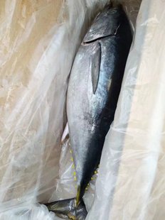 冰鲜海鲜水产鲜活生鱼片寿司食材30KG左右 金枪鱼整条空运 蓝旗