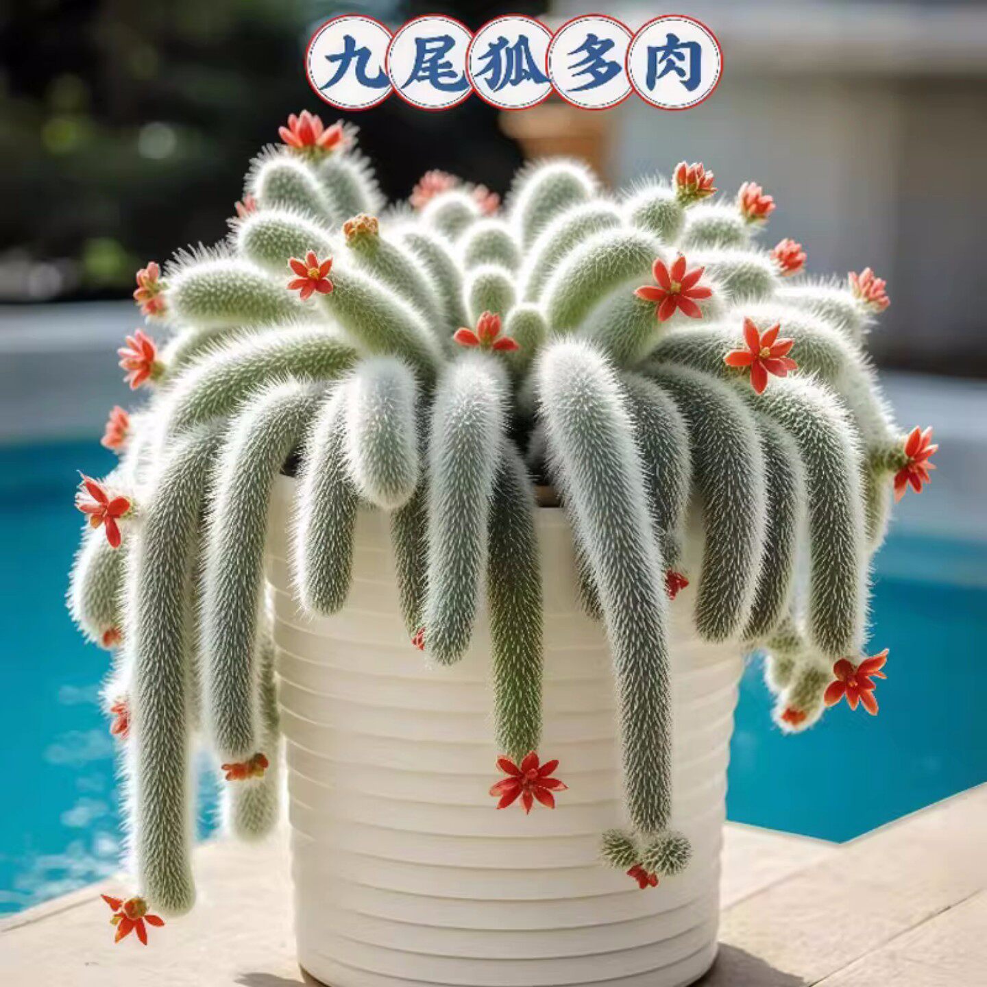 九尾狐多肉植物猴尾柱软毛盆栽