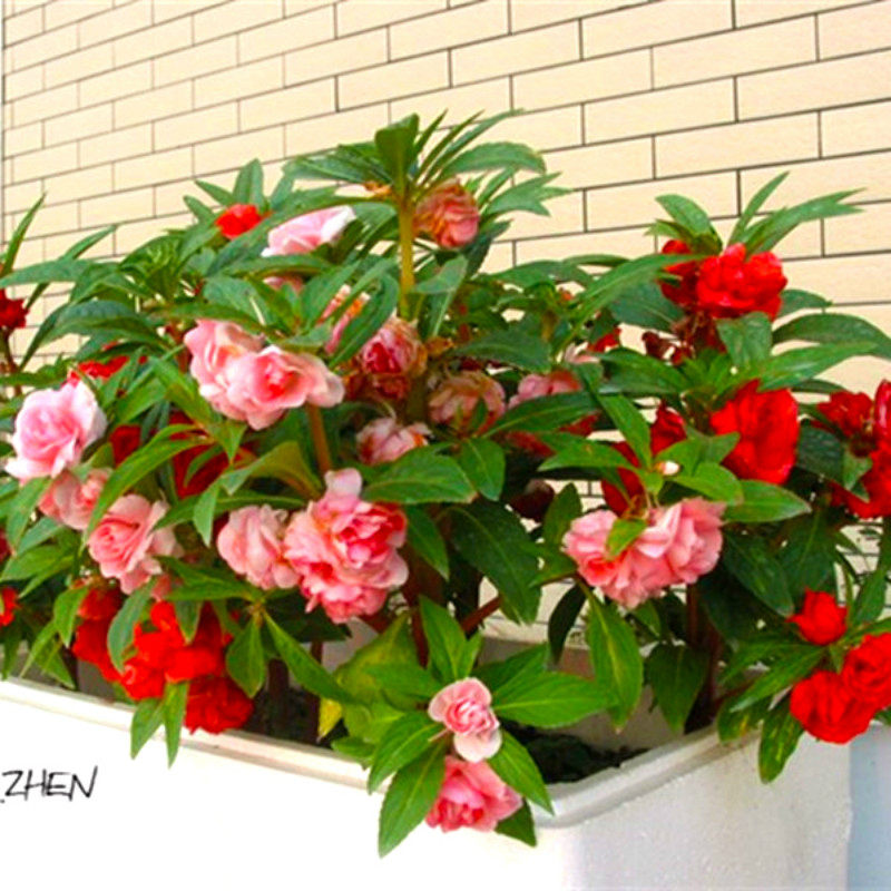 凤仙花种子指甲花阳台盆栽易种指甲草活花种籽子庭院茶花凤仙花籽