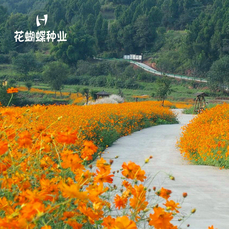 硫华菊花种子籽黄波斯菊种子夏季耐热庭院花卉黄秋英花草种子易种