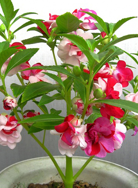 凤仙花种子指甲花种籽庭院室内阳台花卉春夏秋开花易种凤仙花盆栽