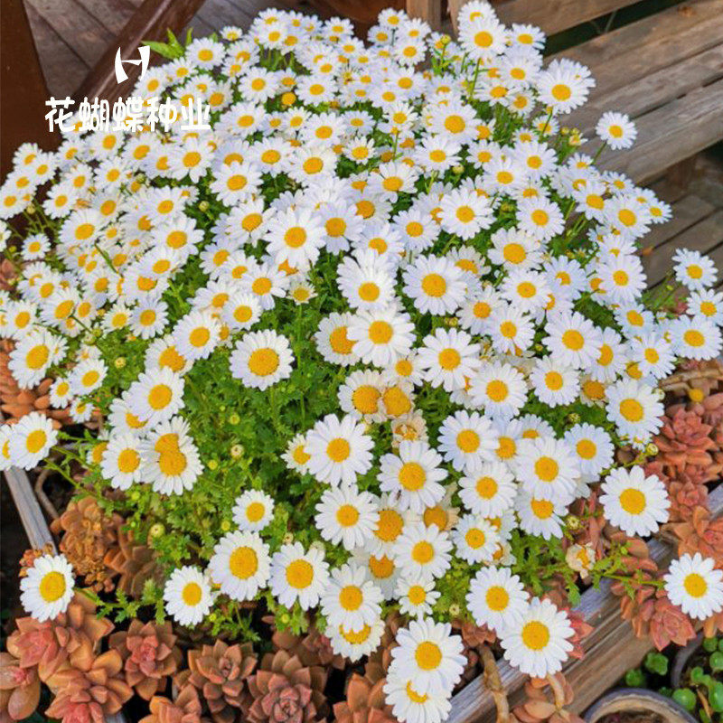 白晶菊种孑庭院绿化花籽四季种室内外阳台花卉种子各种花种籽盆栽