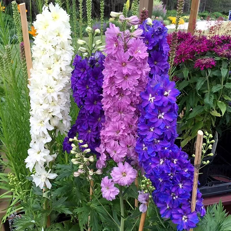 多年生耐寒耐旱大花飞燕草种子