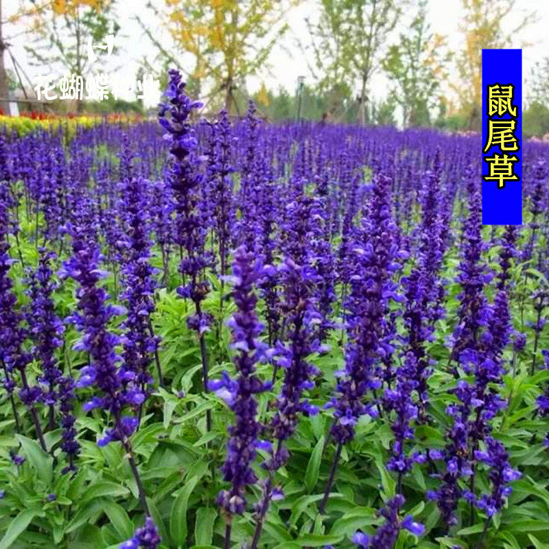 多年生鼠尾草种子耐寒鼠尾草花种籽蓝花鼠尾草花海景观花卉