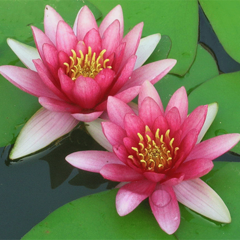 大睡莲水培植物四季荷花水池鱼缸睡莲花种子迷你碗莲种根块根茎籽