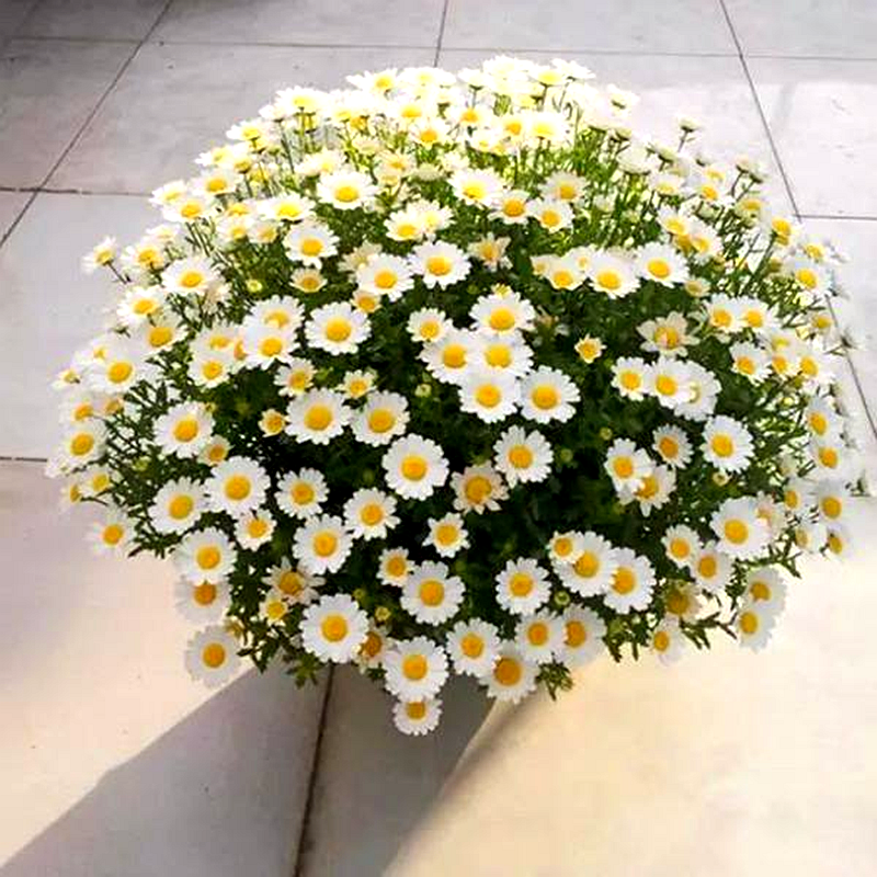 多年生耐寒花卉白晶菊花种子道路园林景观绿化盆栽四季易种小白菊