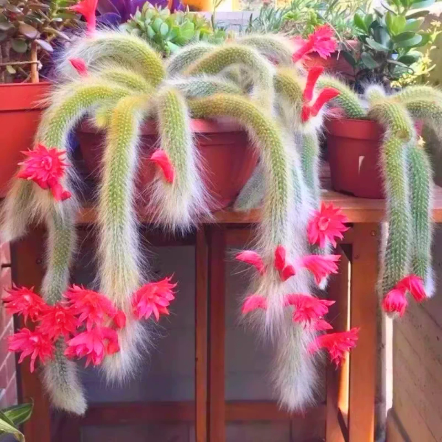 可开花九尾狐多肉植物猴尾柱