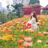 冰岛虞美人花籽花园花坛庭院室外花海四季 播种开花重瓣丽春花种子