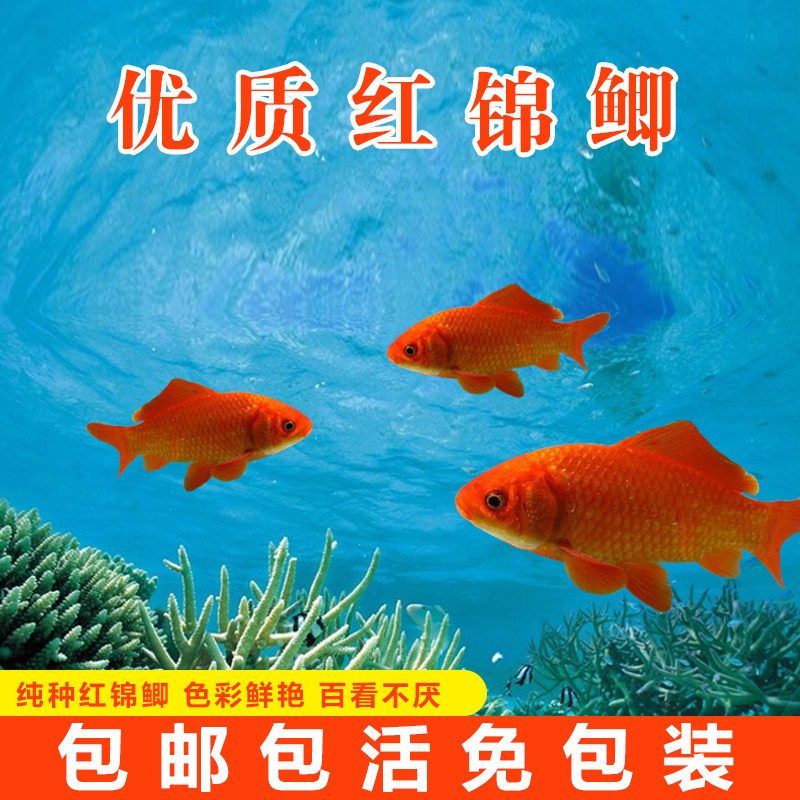 冷水鱼活体练手鱼淡水鱼红草金鱼红鲫鱼红草鲫小型大型金鱼
