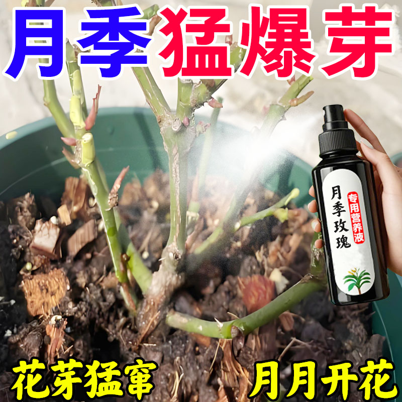 【芽苞猛窜】月季花营养液催花肥促发芽防黄叶盆栽月季玫瑰专用肥