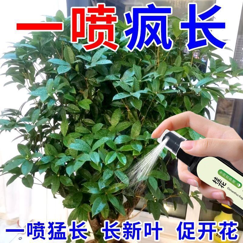 桂花树营养液促开花防黄叶