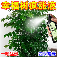 幸福樹專用營養(yǎng)液室內盆栽綠植治黃葉掉葉通用肥室外植物有機肥料