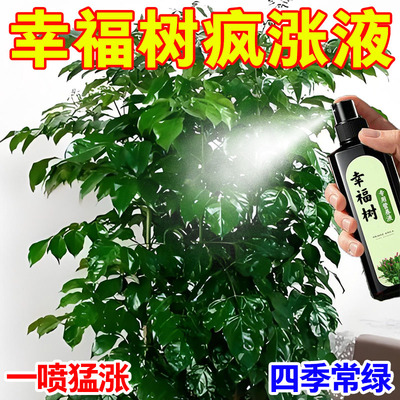 幸福树专用营养液室内盆栽肥料