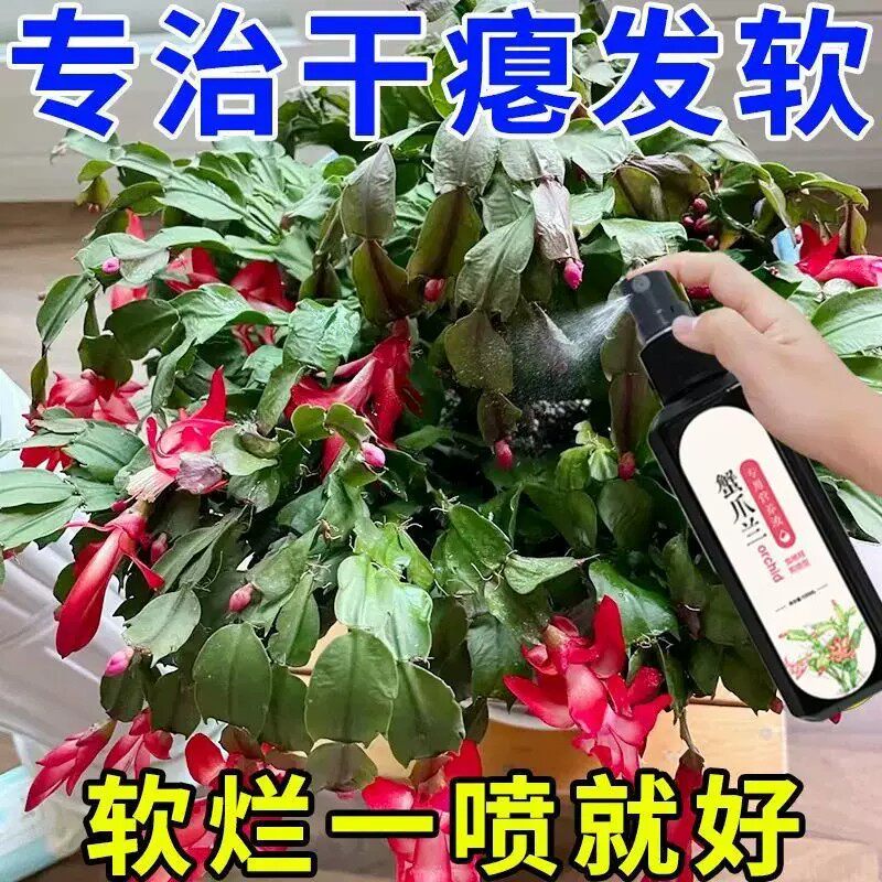 蟹爪兰急救发蔫软烂去黄叶开花壮根液体肥专用营养液植株高大鲜艳