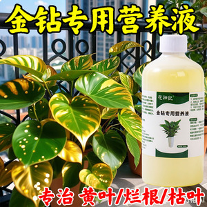 大叶金钻营养液专用红钻绿公主水培植物室内盆栽绿植有机液体肥