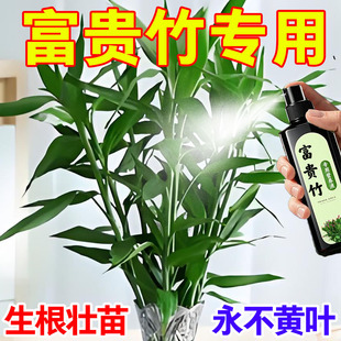 富贵竹营养液黄叶叶子发黄枯瘦烂根免稀释水培土培专用液体肥料