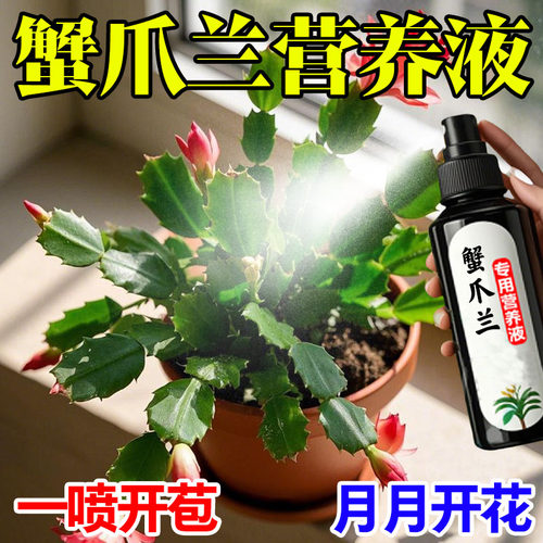 蟹爪兰专用肥料养花肥料