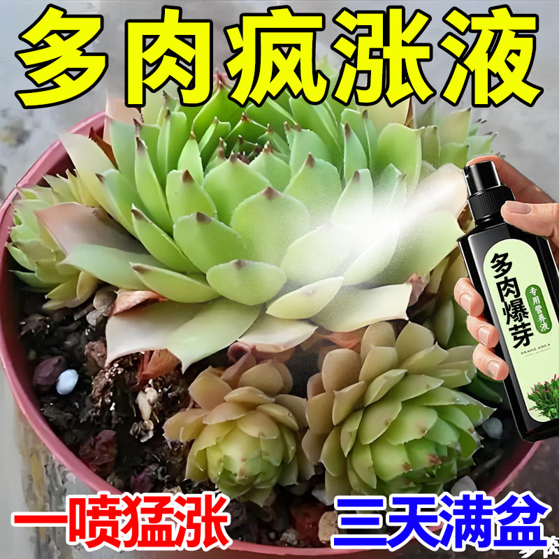 多肉专用肥专用营养液稀释绿植