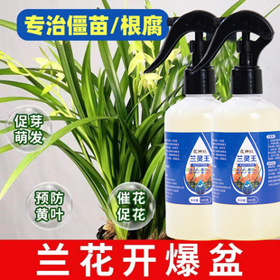 兰灵王兰花专用营养液肥料菌君子兰科蝴蝶兰墨兰促活化剂营养液