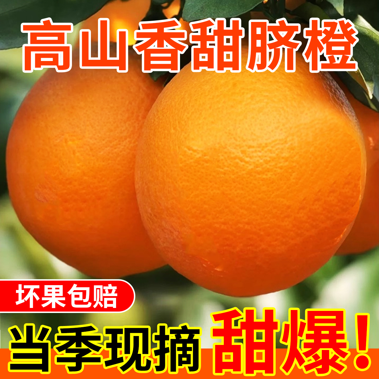 高山脐橙】湖南高山脐橙新鲜现摘