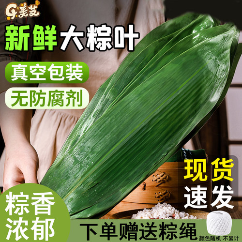粽子叶粽叶免邮新鲜大号新叶宽棕叶干手工包粽子的叶子端午节特大