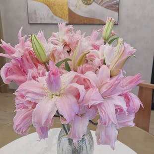 多头戴安娜重瓣香水百合云南鲜花农场直发Dianadoublepetallily