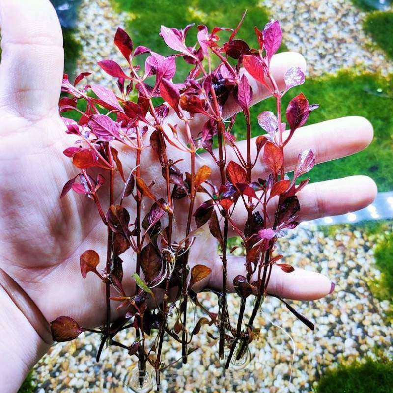 淡水水草红玫瑰y60生命净化紫鱼缸之树*水质阴性丁香造景网红红草