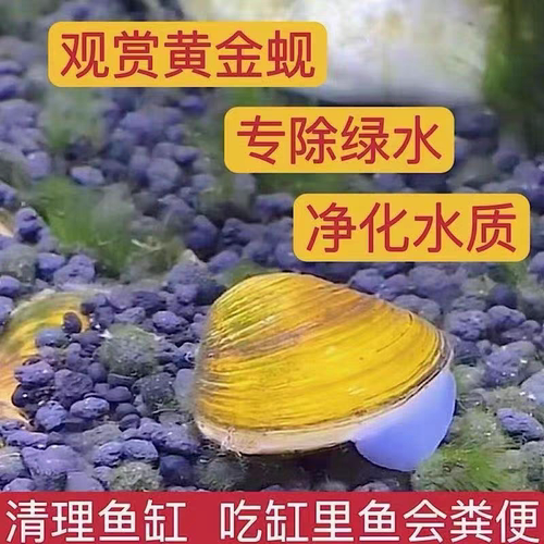 黄金蚬河蚬溪蚬小河蚌黄金螺除藻清洁净水观赏鱼缸吃鱼粪便清