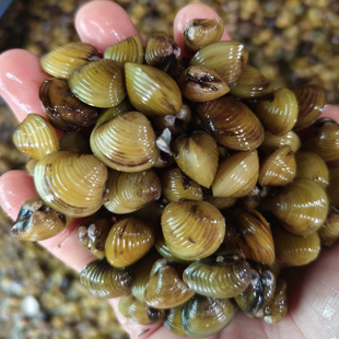 黄沙蚬黄金蚬新鲜肥美饱满河蚬蚬子鲜活淮河特色河鲜