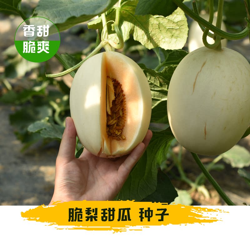脆梨甜瓜种子白皮香瓜种籽白皮白肉红肉瓤超甜高产春夏季水果种孑