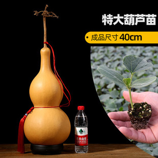 葫芦苗秧文玩手捻小葫芦籽种子天然八宝特大葫芦种籽盆栽阳台观赏