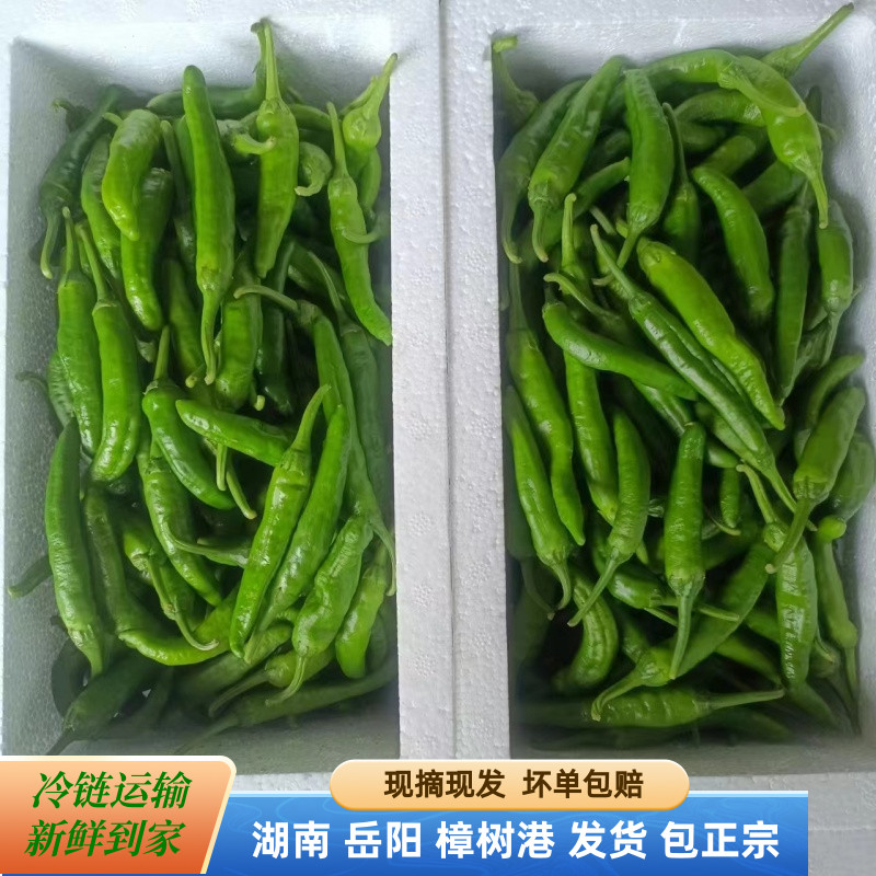 特级正宗湖南樟树港小辣椒新鲜现摘湘阴特产农家薄皮嫩青辣椒包邮