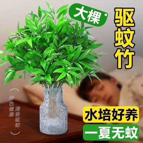 竹柏更驱蚊水培水养植物客厅办公室内四季常青绿植物驱虫竹