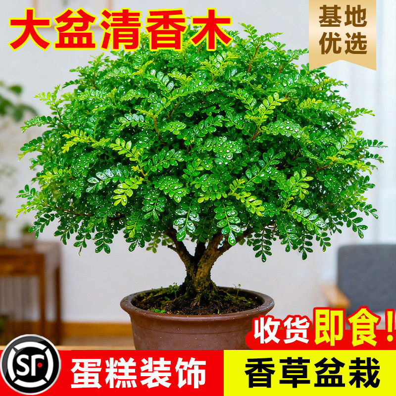 正宗清香木盆栽蛋糕装饰胡椒木叶子老桩室内驱蚊驱虫植物四季绿植