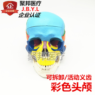 人体可拆医用美术雕塑整形牙科彩色头骨标本头颅骨骷髅头教学模型