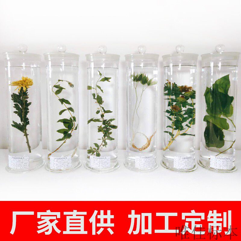 浸制中草药材植物新鲜活标本定制透明玻璃瓶装保色浸泡教学展示