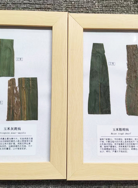植物病理病害教学病虫害标本