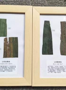 植物病理病害教学病虫害标本