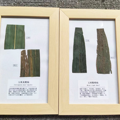 植物病理病害教学病虫害标本