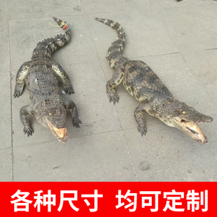 爬行类两栖动物标本摆件剥制工艺品教学摄影道具真实鳄鱼标本模型
