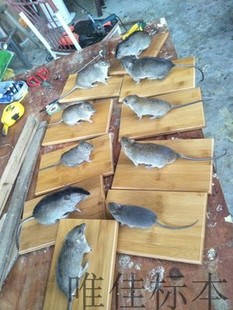 动物兽类标本模型摆件教学剥制展示家鼠田鼠老鼠标本影视摄影道具