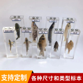 鱼类标本幼儿园科学实验教学真实动物浸制泡爬行生物展示海洋定制