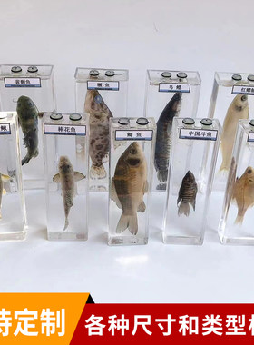鱼类标本幼儿园科学实验教学真实动物浸制泡爬行生物展示海洋定制